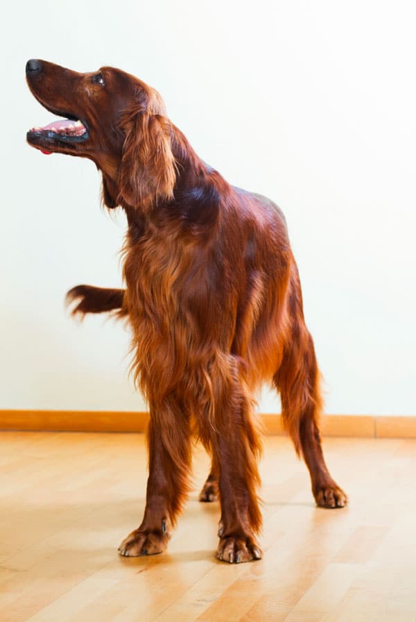 Chien qui remue sa queue