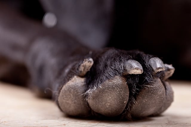 gros-plan-sur-la-patte-d-un-chien