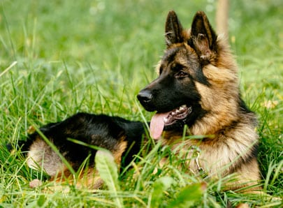 Berger allemand chien de berger assis