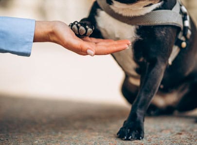 Pododermatite chez le chien
