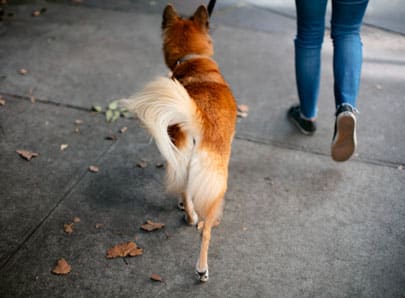 Chien qui remue sa queue