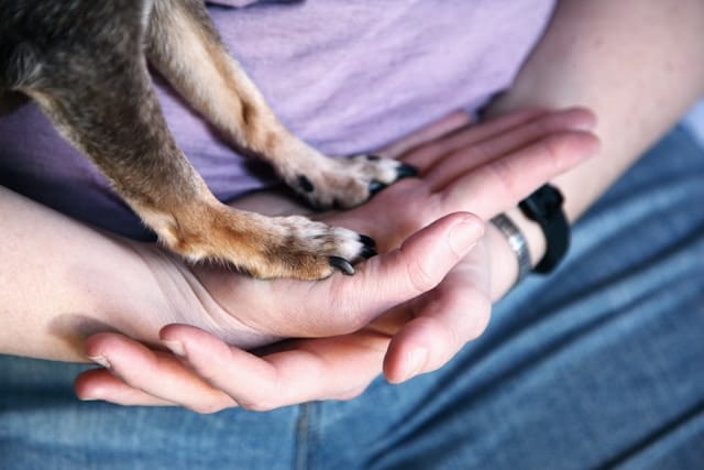 les-pattes-d-un-chien-dans-les-mains-d-un-humain