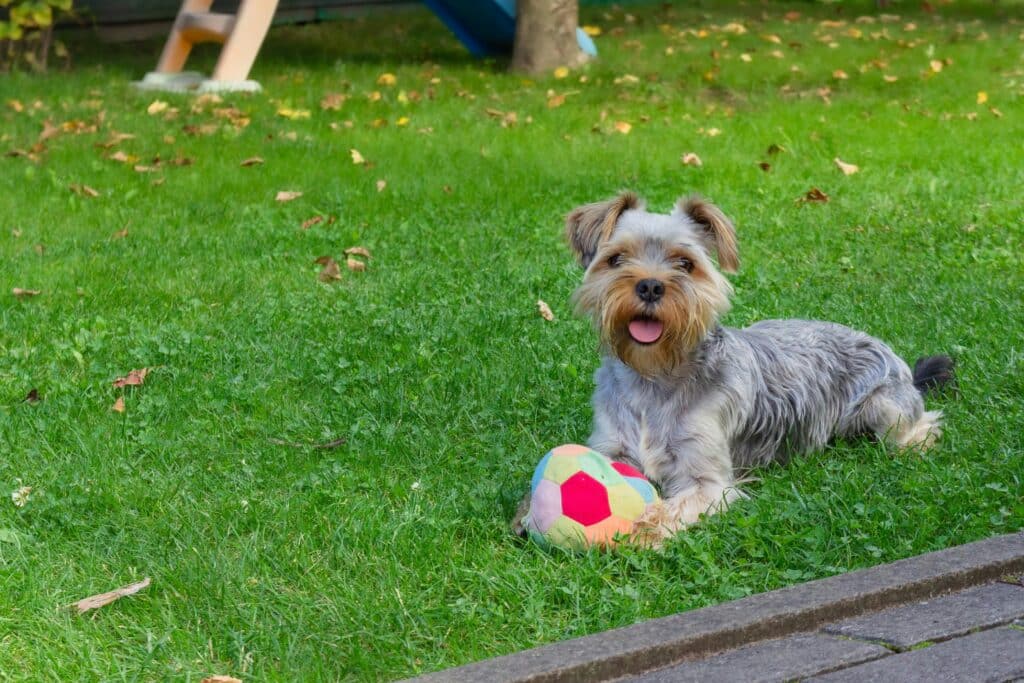 Stimulation mentale d'un chien à l'aide d'un balon.