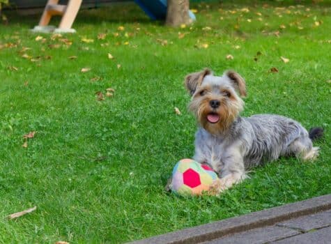 Stimulation mentale d'un chien à l'aide d'un balon.