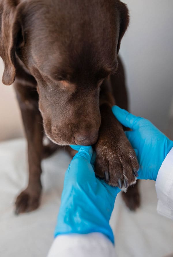 Chien chez le veterinaire pour pododermatite