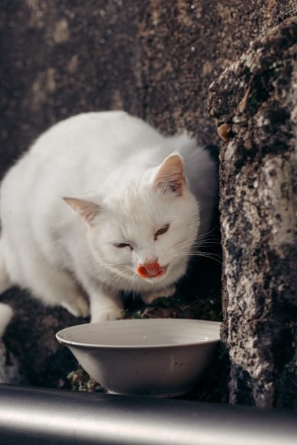 un-chat-adulte-qui-boit-du-lait