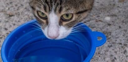 un-chat-boit-de-l-eau-dans-un-bol