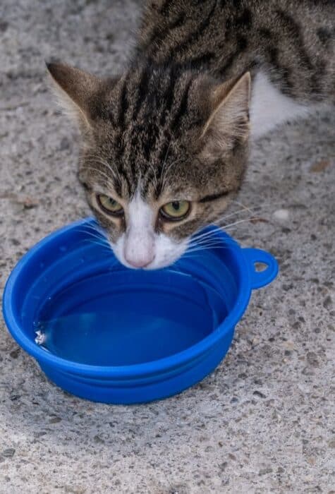 un-chat-boit-de-l-eau-dans-un-bol