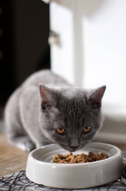 un-chat-mange-des-croquettes