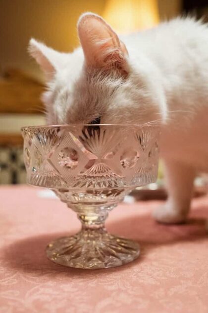 un-chat-qui-boit-dans-un-verre-d-eau