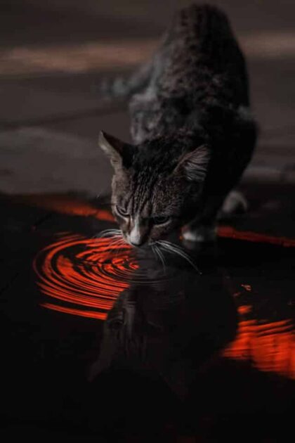un-chat-qui-boit-dans-une-flaque-d-eau
