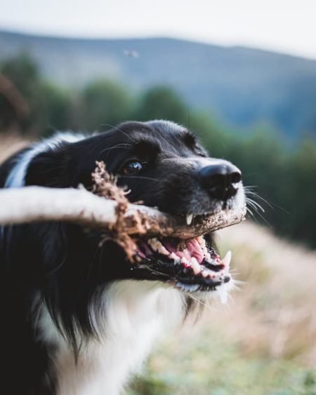 un-chien-qui-joue-avec-un-morceau-de-bois-en-promenade