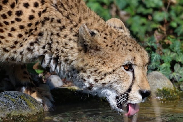 un-félin-qui-boit-de-l-eau