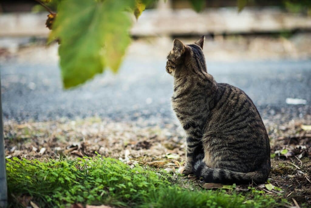 Un chat solitaire qui regarde à l'horizon 