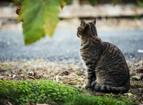 Un chat solitaire qui regarde à l'horizon