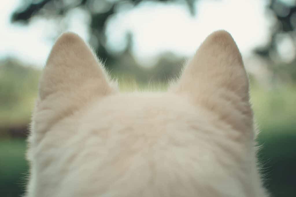 Oreilles arrières d'un chien loup 