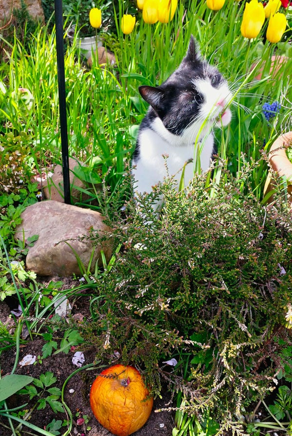 Chat et les plantes, les dangers du jardins