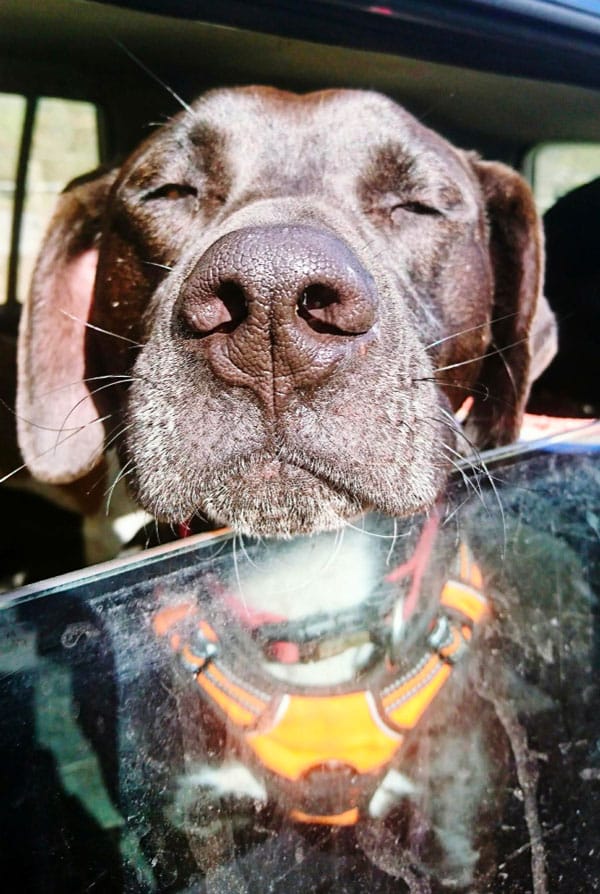 Chien seul dans une voiture qui a chaud