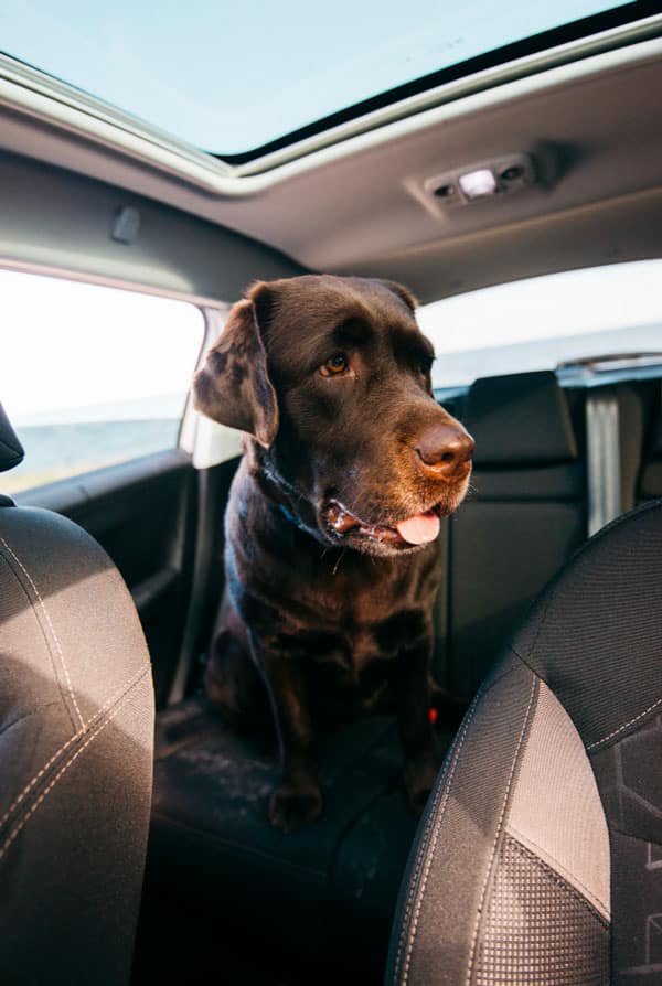 Chien seul dans la voiture