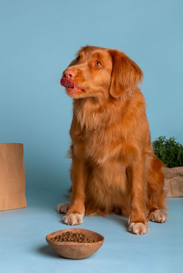 Chien qui mange de bonnes croquettes