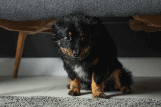 Chien stressé sous un canapé  