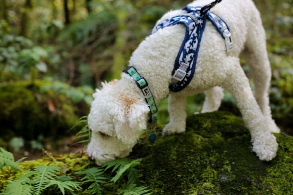 Chien qui se balade en foret respectant la loi