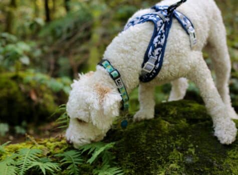 Chien qui se balade en foret respectant la loi