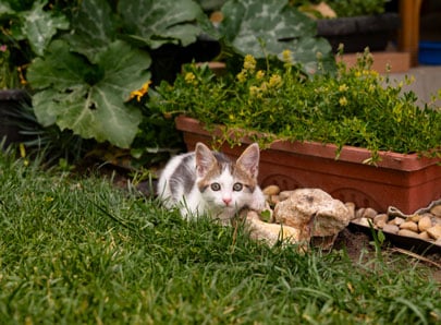 Chat dans le jardin avec des plantes