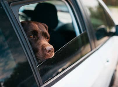 Chien seul dans la voiture