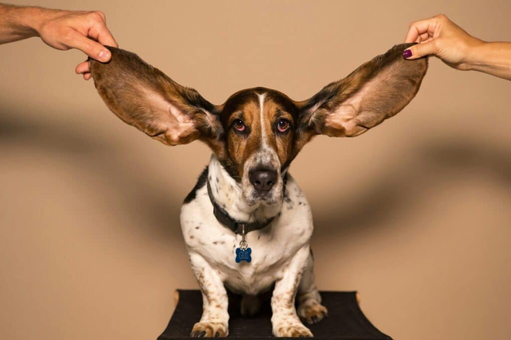 Entretien des grandes oreilles de son chien 