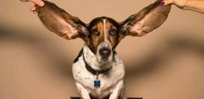 Entretien des grandes oreilles de son chien