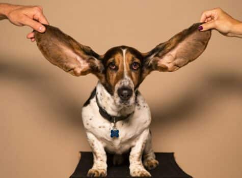 Entretien des grandes oreilles de son chien