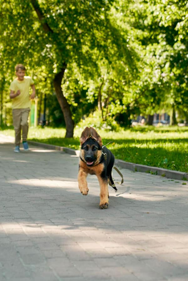 Parcs à chiens le lieu approprié sans laisse