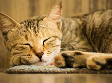 Chat qui dors plongé dans son sommeil