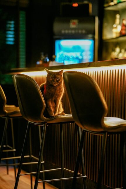 un-chat-assis-sur-une-chaise-de-bar