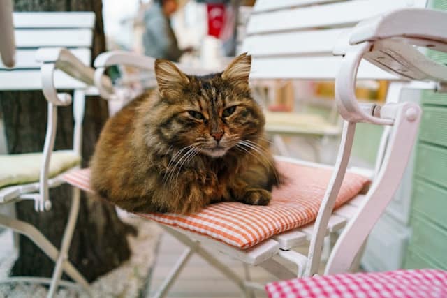 un-chat-couché-sur-une-chaise-dans-un-bar