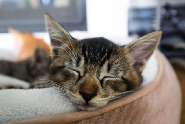 un-chat-dort-paisiblement