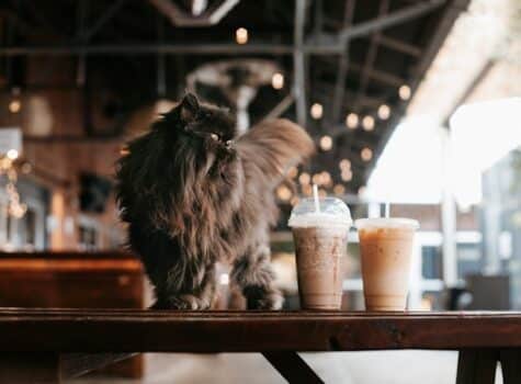 un-chat-sur-une-table-de-bar-a-coté-de-boissons