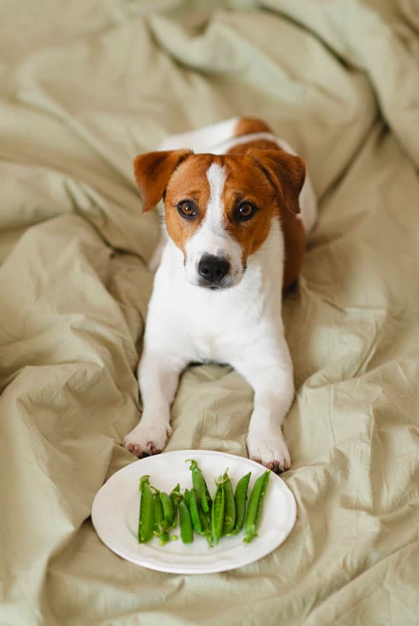 Alimentation du jack russell
