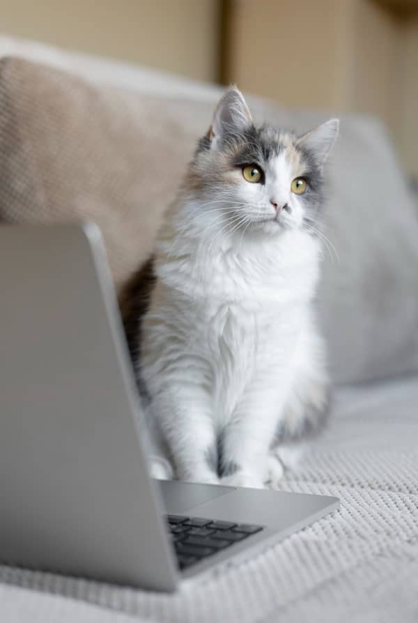 Chat devant un ordinateur