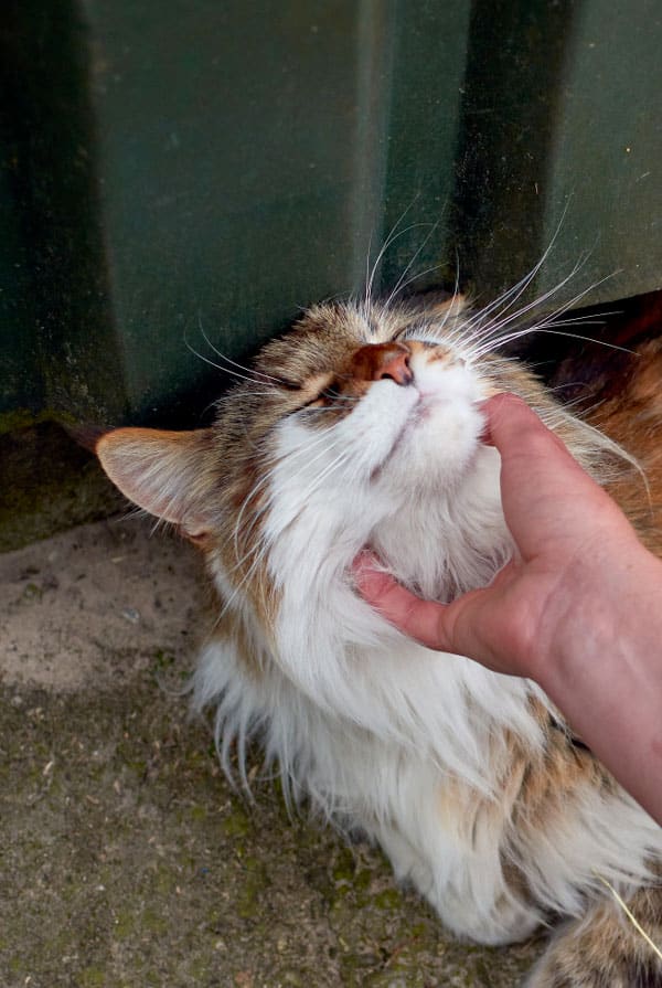 chat nez qui coule inquietant
