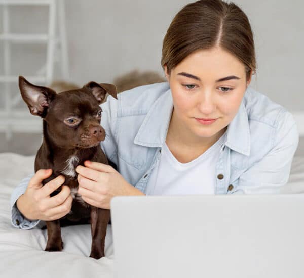 Chien en téléconsultation vétérinaire