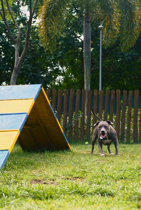 Chien avec son espace personnel sur la pelouse