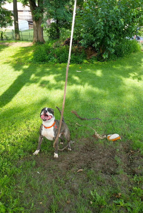 Chien qui creuse des trous dans la pelouse