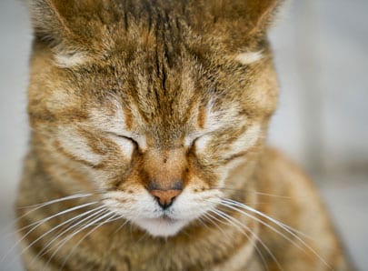 Chat, nez qui coule