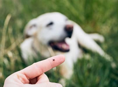 Le chien et les insectes