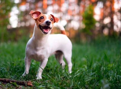 Jack russell heureux dans un jardin