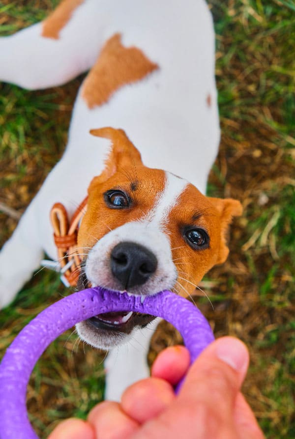 Le jack russell aime jouer