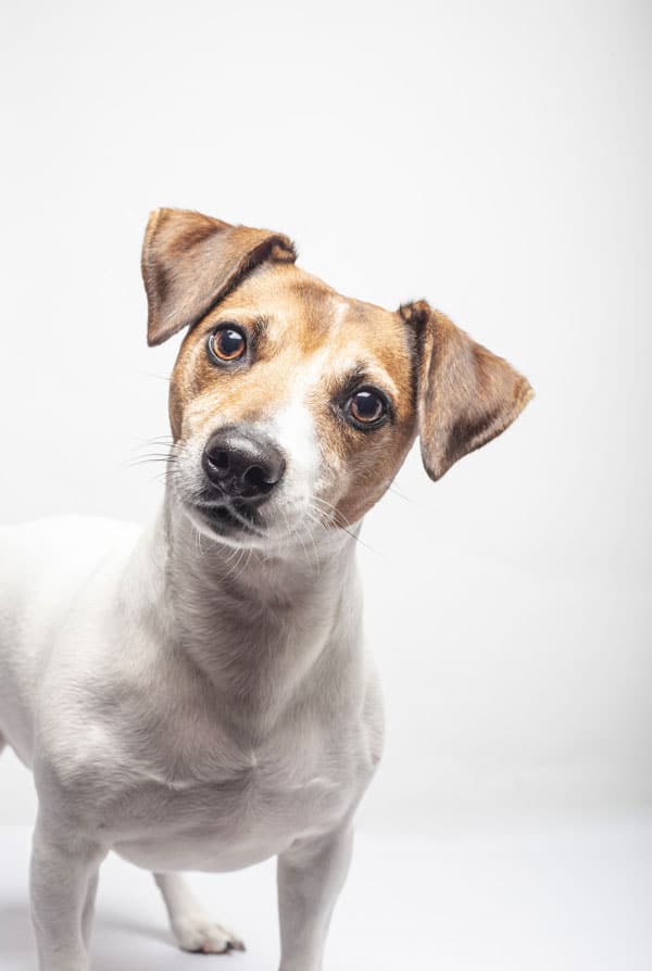 Jack Russell caractéristiques