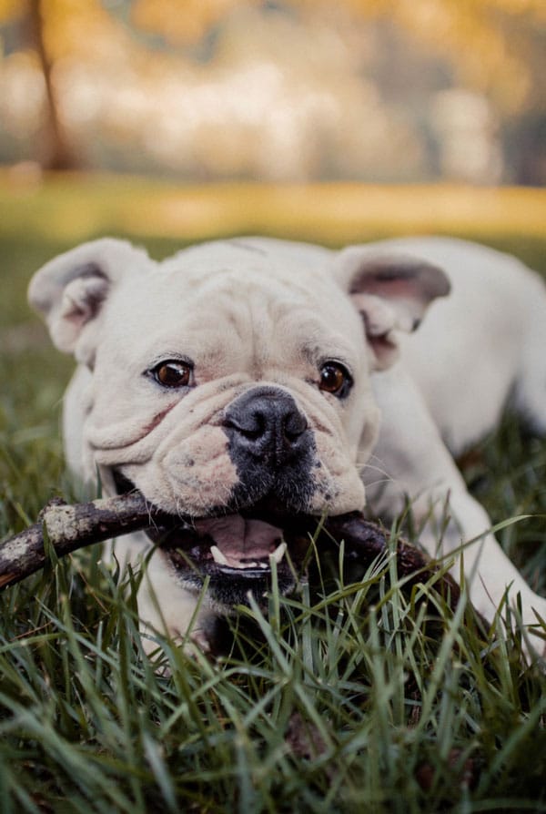 Bulldog anglais allongé sur herbe avec bâton dans la bouche